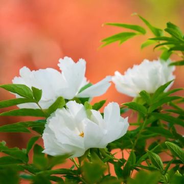 河南郑州+洛阳+开封5日4晚私家团