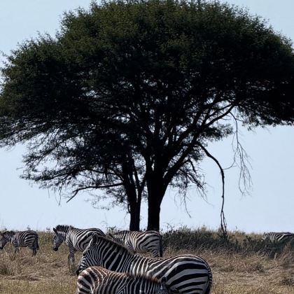 肯尼亚+坦桑尼亚+马赛马拉国家保护区+塞伦盖蒂国家公园9日7晚私家团