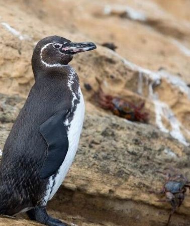 7D6N • The Galapagos Penguin Route 7 Day Tour