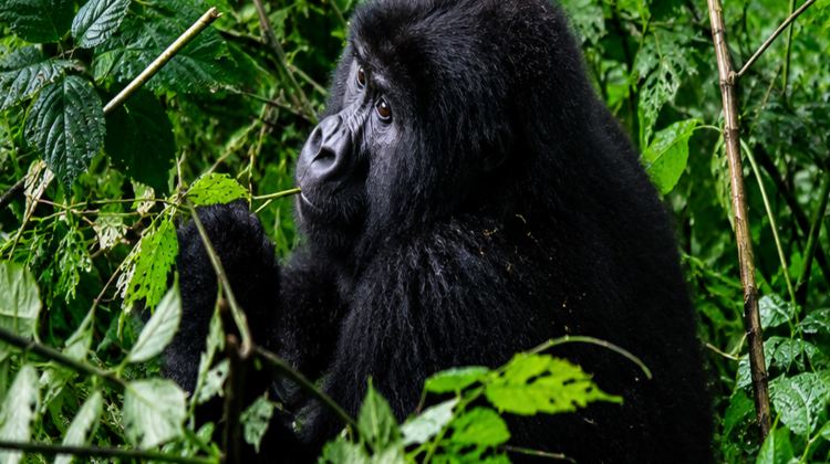5-Day Gorilla trekking in the volcanoes National Park located in the North of Rwanda