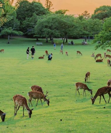 2D1N • One-Day Charter Tour: Osaka + Nara Park - Todai-ji Temple - Kasuga Taisha Shrine - Wakakusa Hill 8 Hours, Excluding accommodation and entrance tickets