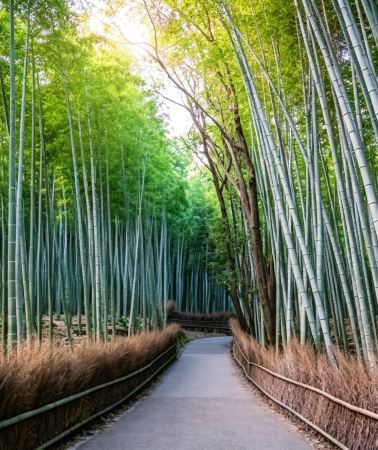 9D8N • Honshu in-depth classic tour: Tokyo trend + Mt. Fuji Lake view + Kyoto ancient capital + Osaka Universal Studios