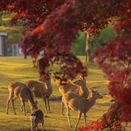 仙台+东京+奈良+京都9日8晚私家团