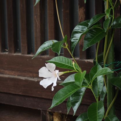 日本名古屋+高山市6日5晚跟团游