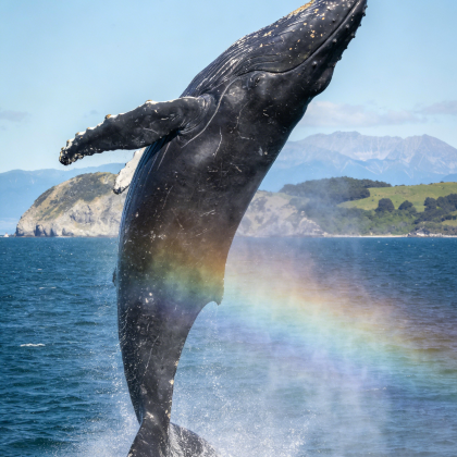 新西兰南岛+皇后镇+瓦纳卡+特卡波湖6日5晚私家团