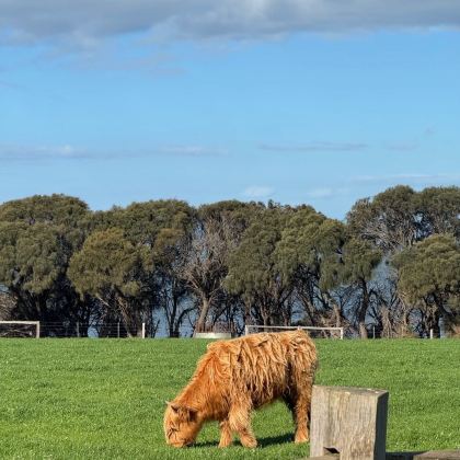 澳大利亚8日6晚拼小团