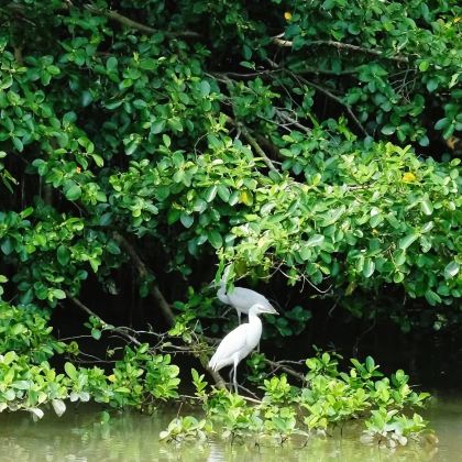 小鸟天堂+自力村碉楼群+立园2日1晚私家团