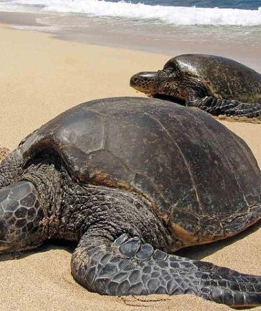 2D1N • Sukamade Turtle Land Beach (2D1N)