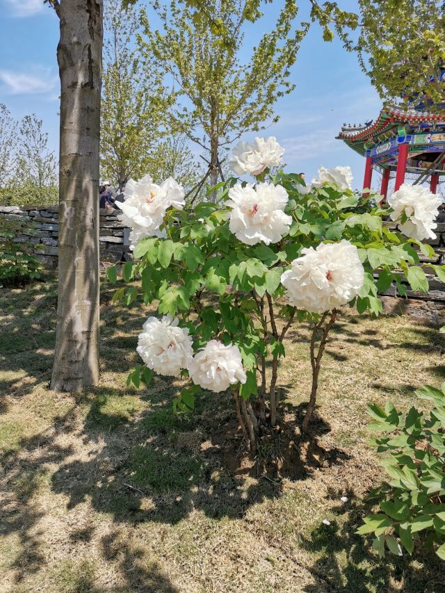 青岛国际牡丹产业园旅行图片 4