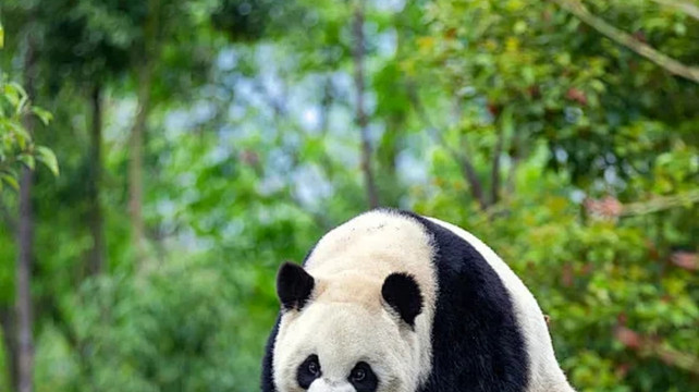 成都6天自由行，九寨沟“住宿+门票+交通+观光车”一价全包攻略