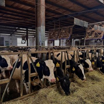 嘉兴+月河历史街区+朱生豪故居+新塍镇+东兴奶牛场2日1晚私家团