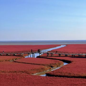 户外活动·辽宁盘锦红海滩3日可亲子可单飞 |滩红了，苇绿了，螃蟹出水了，候鸟飞来了，红海滩自然盛宴开启了！8岁以上可单飞  