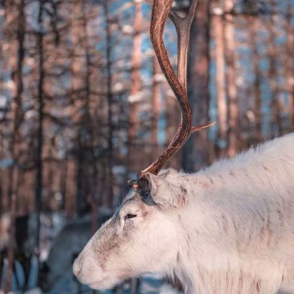 哈尔滨+亚布力滑雪旅游度假区+雪乡5日4晚私家团