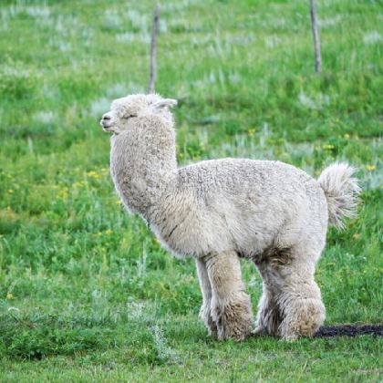 北京+崇礼区+坝上+承德5日4晚跟团游