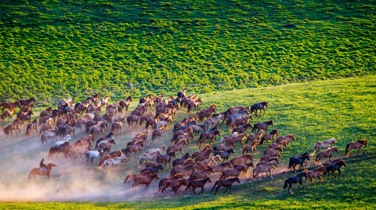 3-Day Wulan Butong Granssland Scenic Area ·Xilingol League Grassland · Mulan Weichang“Hunting Ground”