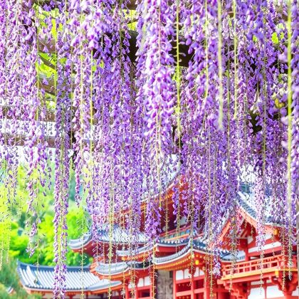 日本大阪+京都7日6晚私家团