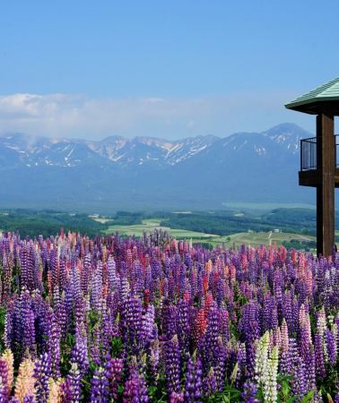 9D8N • Northern Hokkaido Hidden Gems - Wakkanai + Rishiri Island + Biei + Furano + Noboribetsu + Sapporo