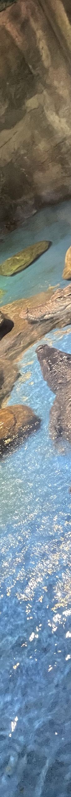 多彩贵州城极地海洋世界-贵阳-格赖瑙石巧儿