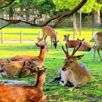 日本大阪+京都+北荣町6日5晚私家团