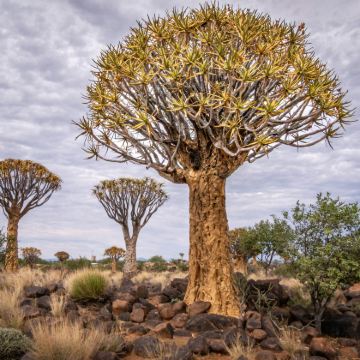 纳米比亚埃托沙国家公园+鲸湾港+纳米布沙漠+箭袋树森林和巨人游乐场10日8晚私家团