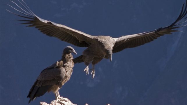 Lares Trek | 21-Day Absolute Peru Tour from Lima · Paracas, Nazca, Arequipa, Colca Canyon, Puno, Cusco, Sacred Valley, Ollantaytambo, Machu Picchu, Amazon Jungle