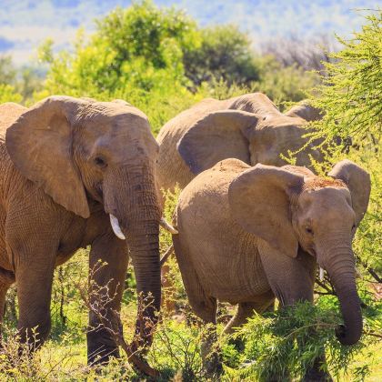 南非8日7晚私家团