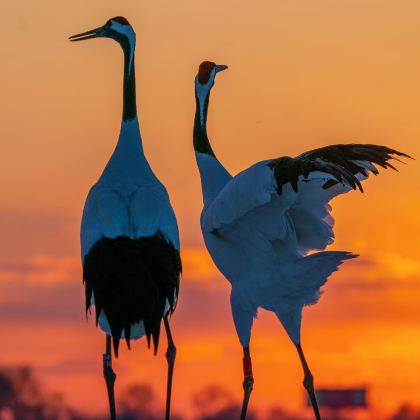 哈尔滨+齐齐哈尔+五大连池市4日3晚私家团