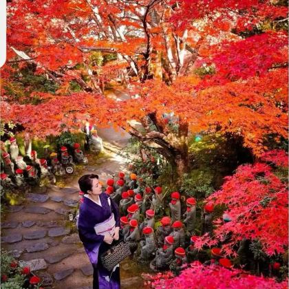 日本大阪+奈良+京都+箕面市+神户+鸟取+大阪海游馆+奈良公园+姬路城+六甲山+春日大社9日8晚私家团