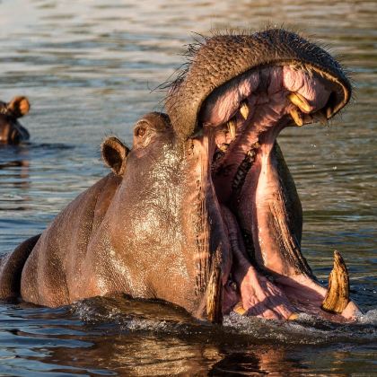 肯尼亚+南非+津巴布韦+赞比亚15日13晚自由行