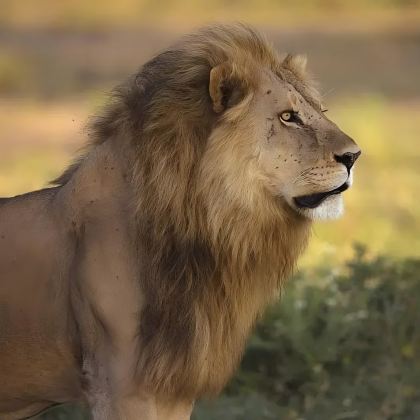 坦桑尼亚阿鲁沙+塞伦盖蒂国家公园+恩戈罗恩戈罗保护区+马赛马拉国家公园10日跟团游