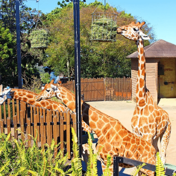 澳大利亚悉尼+凯恩斯+帕罗尼拉公园+悉尼月神公园+绿岛+库兰达雨林小镇11日9晚私家团