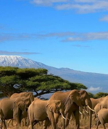 7D6N • 7 Day Maasai Mara, Lake Nakuru, Lake Naivasha and Amboseli Safari