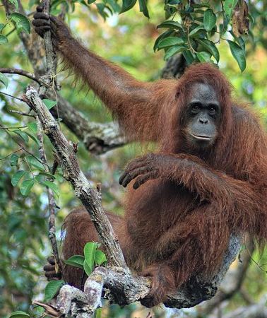 4D3N • 3ns Private Orangutan and Bornean Primates Kelotok Tour