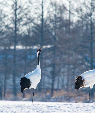 8D7N • Ultimate Hokkaido Grand Journey: Wildlife Encounters, Lake Akan, Shiretoko Nature, Fox Village, Onsen Retreats & Hakodate Night Views
