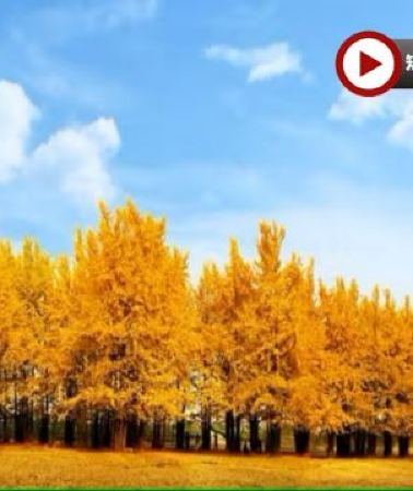 5日4晚 • 🍁楓紅杏黃‧秋色無際 武漢賞秋、高科技體驗5天純玩高鐵團  隨州千年銀杏谷、錢沖古銀杏國家森林公園、清涼寨賞紅葉、文華學院紅楓林、起義門銀杏、人形機器人創新中心、懸掛式科幻列車~光谷空軌 ·...