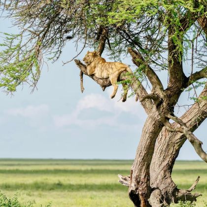 坦桑尼亚+塞伦盖蒂国家公园+塔兰吉雷国家公园+恩戈罗恩戈罗火山口7日6晚拼小团