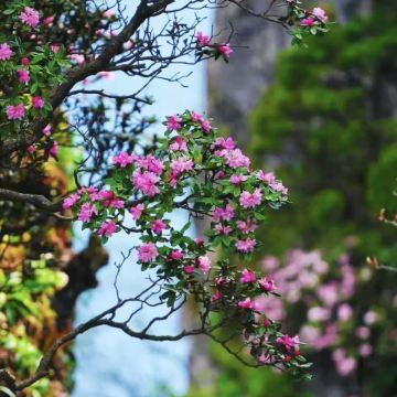 汉中+龙头山+兴汉胜境3日2晚私家团