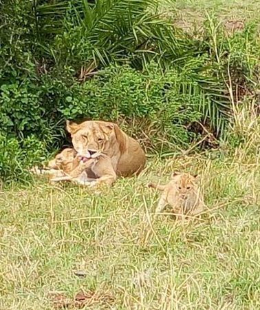 6D5N • 6 Days Maasai Mara-Lake Nakuru Amboseli budget safari