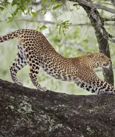 3D2N • From Johannesburg: 3-day Kruger Park Safari & Blyde Cruise