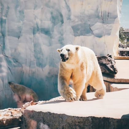 滑雪·哈尔滨雪乡亚布力6天5晚亲子营【雪乡内连住2晚+全程旅拍】 | 深度雪乡38H+北极熊酒店与熊“共眠”+东北虎大型“吸猫”现场+5s雪场滑雪泡温泉|【雪地车&雪地摩托】穿越 | 海豚秀&白鲸秀 | 东北民俗体验