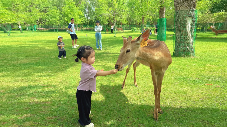 神农架+长江三峡+三峡大坝6日5晚跟团游·【云梦九湖·大国重器】错峰热卖/升级3晚商圈5钻酒店,观大坝过船闸+解密九湖晨曦雾语|避人潮·高山草甸小瑞士|喂小鹿,湖北小奈良|牛羊牧群,专车接送/酒店享闪住·交通任选
