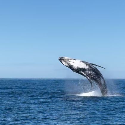 新西兰12日跟团游