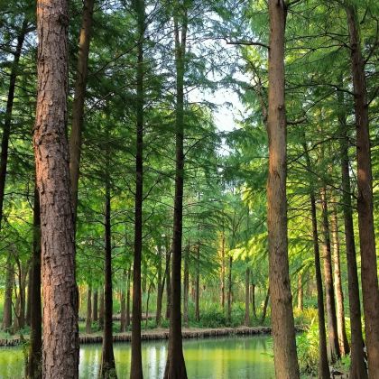 杭州+西湖风景名胜区+灵隐寺+九溪烟树+西溪国家湿地公园4日3晚私家团