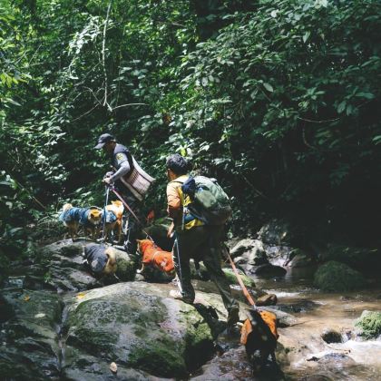 西双版纳+基诺山雨林徒步+野象谷5日4晚跟团游