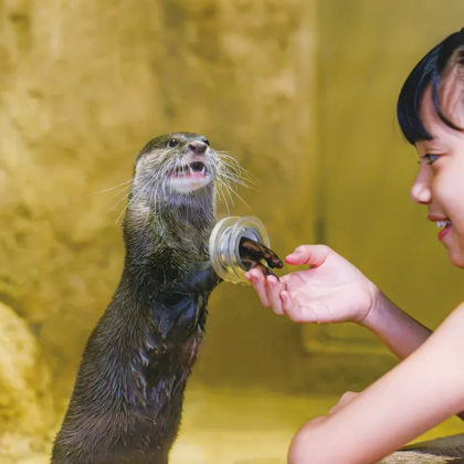 日本冲绳+冲绳美丽海水族馆+美国村+DMM Kariyushi水族馆+古宇利岛+青之洞窟+波上宫+濑长岛+部濑名海中公园6日5晚拼小团