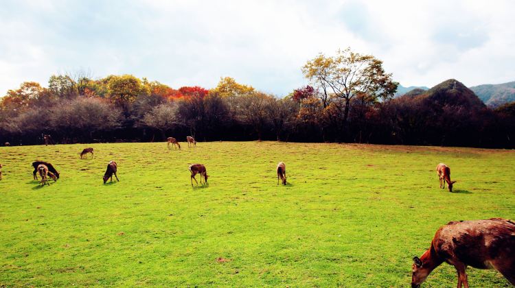 5-day 4-night · Private Tour · Enshi City + Shennongjia