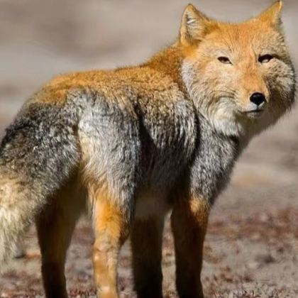 西藏阿里+拉萨+冈仁波齐+珠峰大本营11日10晚私家团