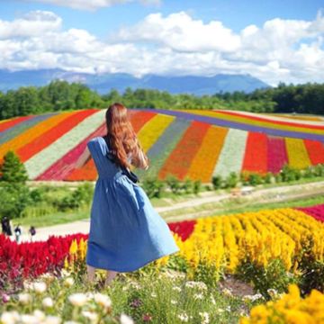 日本北海道札幌+登别+洞爷湖町+函馆+小樽+富良野+美瑛町+旭川+泷野铃兰丘陵公园+白色恋人公园+登别熊牧场+洞爷湖游览船+函馆山+四季彩之丘11日10晚私家团