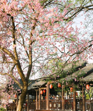 5D4N • Hangzhou + Wuzhen + Suzhou + West Lake - Lingyin Temple - Wuzhen Water Town