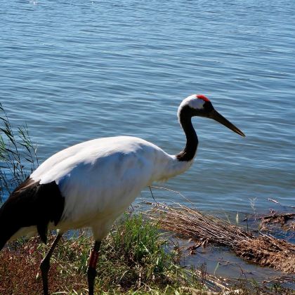 哈尔滨+齐齐哈尔+大庆6日5晚拼小团
